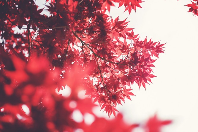 Canada Maple Leaf